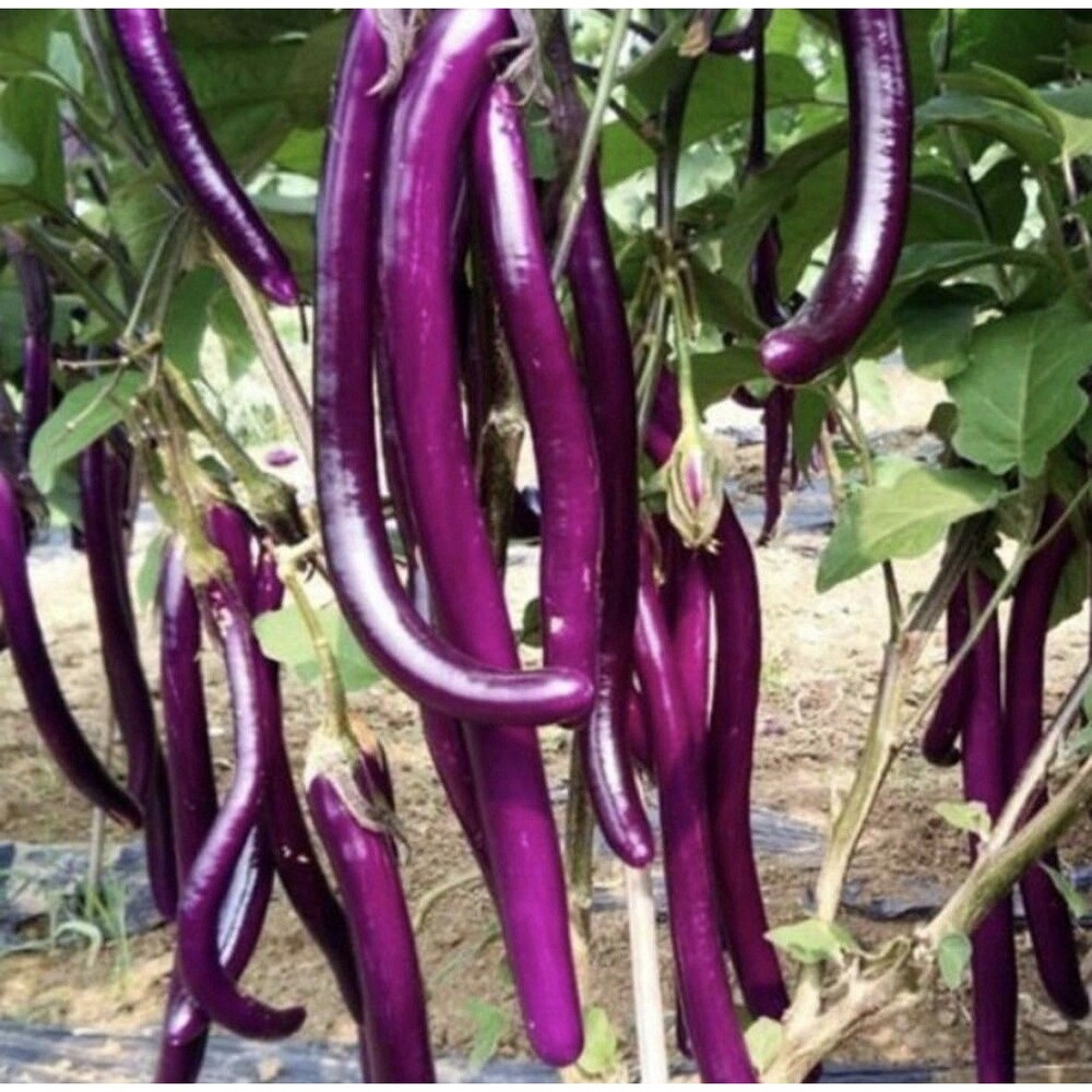 50 Long Purple Eggplant Seeds – Asian Chinese Eggplant Heirloom Vegetable NEW